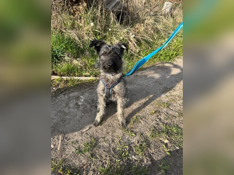 Cleo - ein Wirbelwind sucht Schnauzer Liebhaber