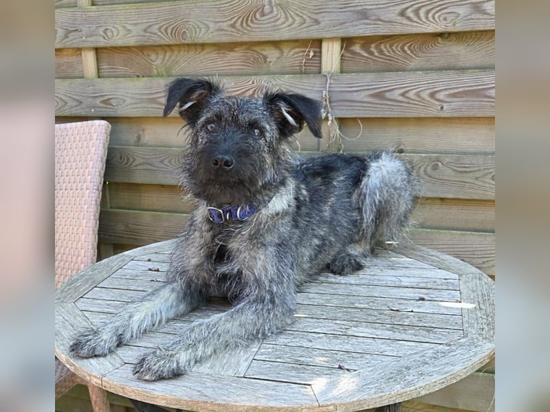 Cleo - ein Wirbelwind sucht Schnauzer Liebhaber