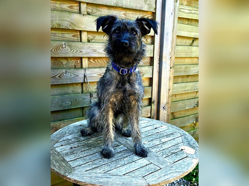 Cleo - ein Wirbelwind sucht Schnauzer Liebhaber