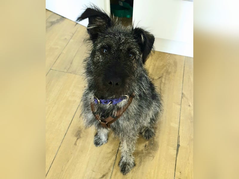 Cleo - ein Wirbelwind sucht Schnauzer Liebhaber