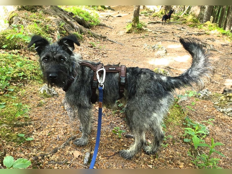Cleo - ein Wirbelwind sucht Schnauzer Liebhaber