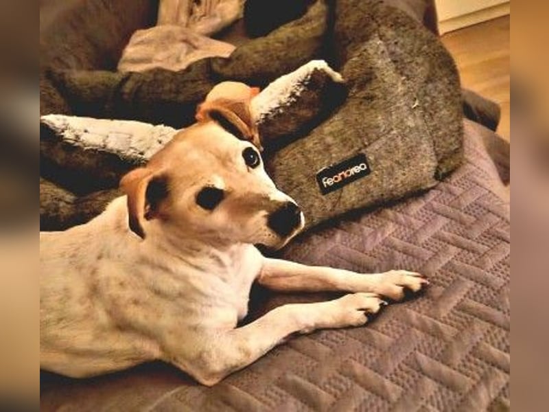 SMILLA - sanfte, zauberhafte Hündin sucht ein warmes Körbchen