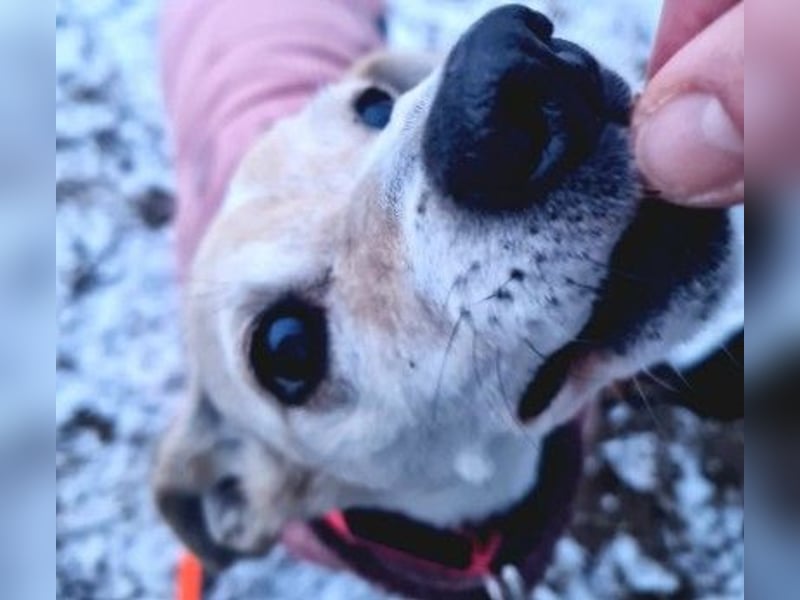 SMILLA - sanfte, zauberhafte Hündin sucht ein warmes Körbchen