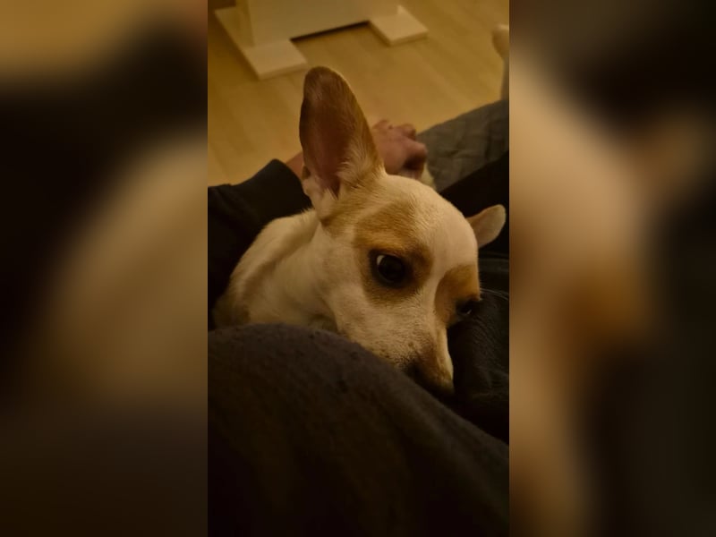 Purzel – verschmuster Begleiter sucht Nähe