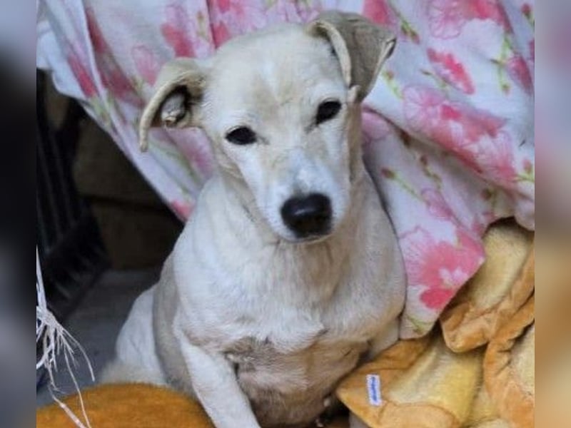 SMILLA - sanfte, zauberhafte Hündin sucht ein warmes Körbchen