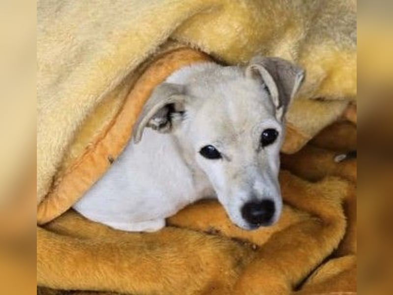 SMILLA - sanfte, zauberhafte Hündin sucht ein warmes Körbchen