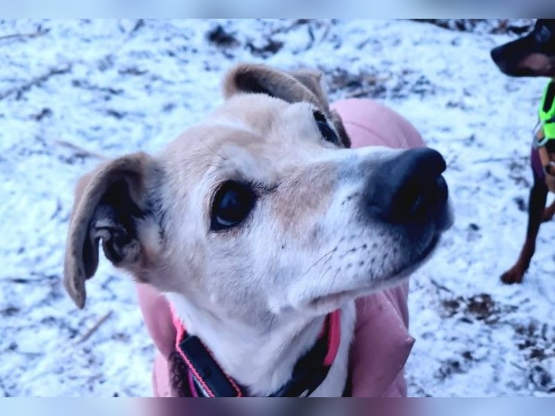 SMILLA - sanfte, zauberhafte Hündin sucht ein warmes Körbchen