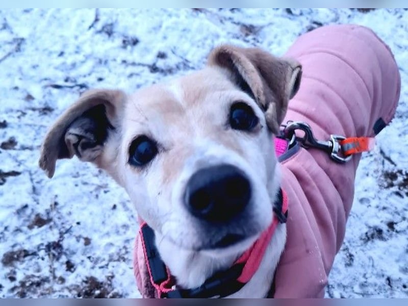 SMILLA - sanfte, zauberhafte Hündin sucht ein warmes Körbchen