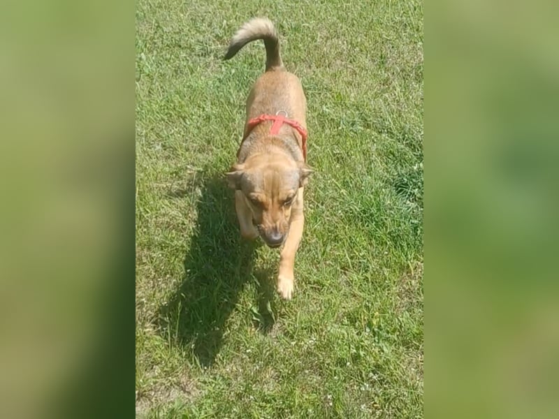 Nano, a.d.Tierschutz, sucht Happy-Home
