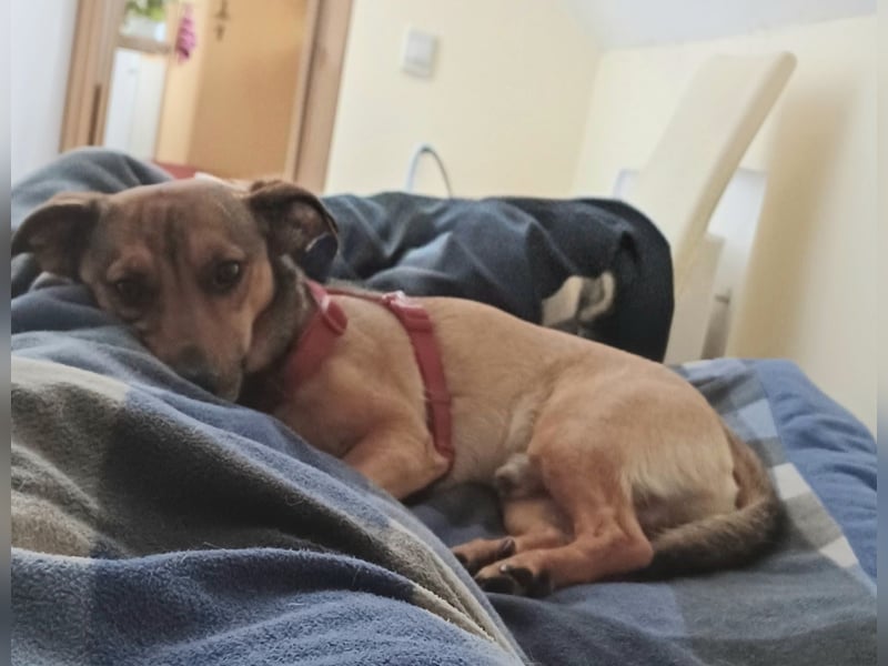 Nano, a.d.Tierschutz, sucht Happy-Home