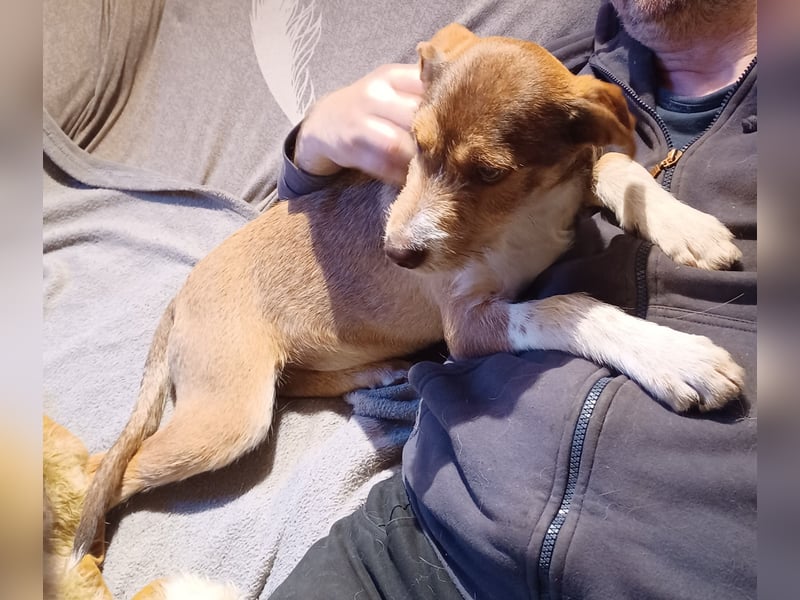 Valerio, a.d.Tierschutz, sucht Happy-Home