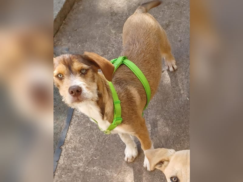 Valerio, a.d.Tierschutz, sucht Happy-Home