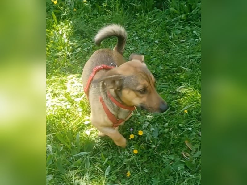 Nano, a.d.Tierschutz, sucht Happy-Home