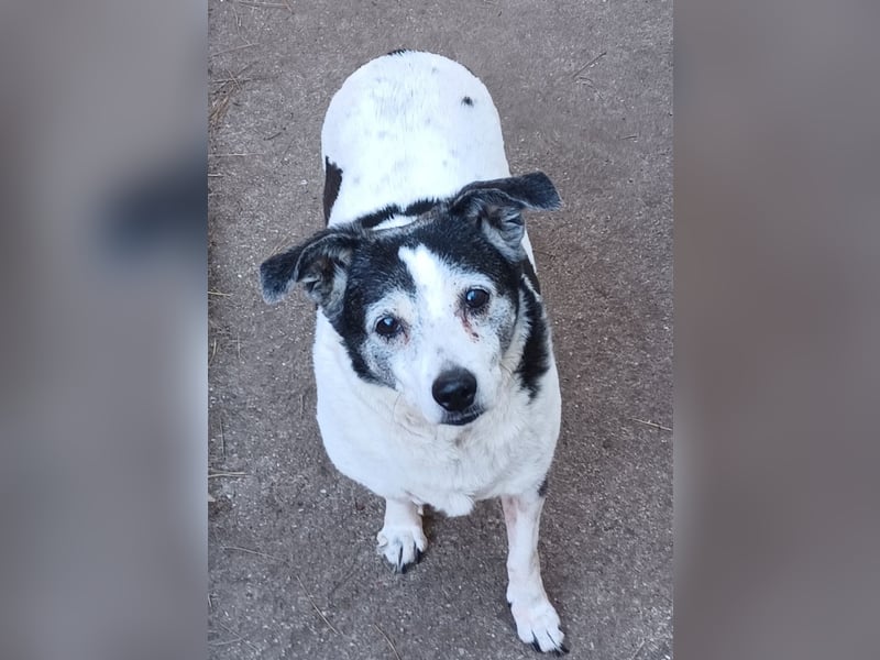 Xipsy, sucht dringend Altersruhesitz