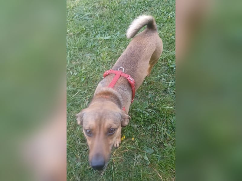 Nano, a.d.Tierschutz, sucht Happy-Home