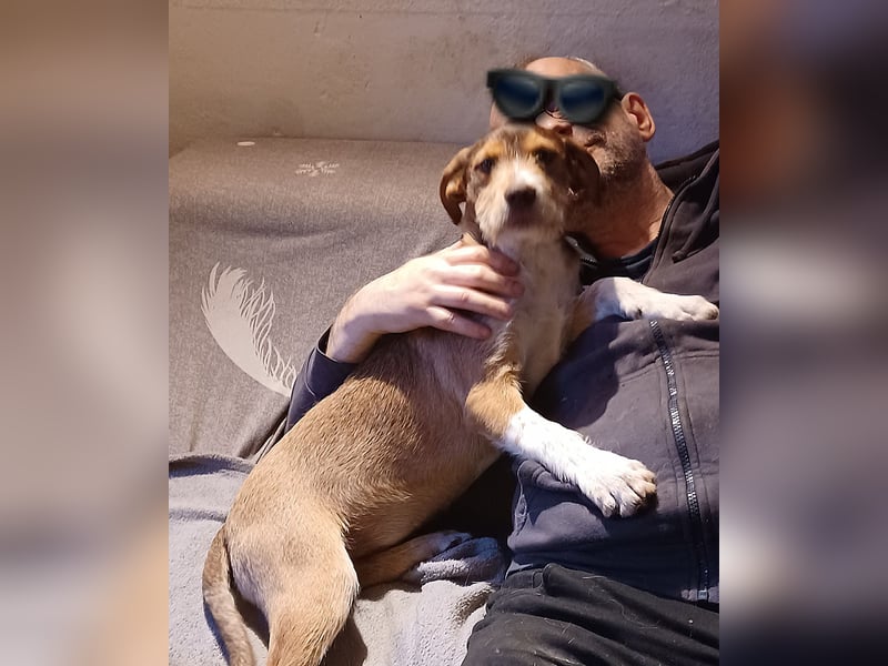 Valerio, a.d.Tierschutz, sucht Happy-Home