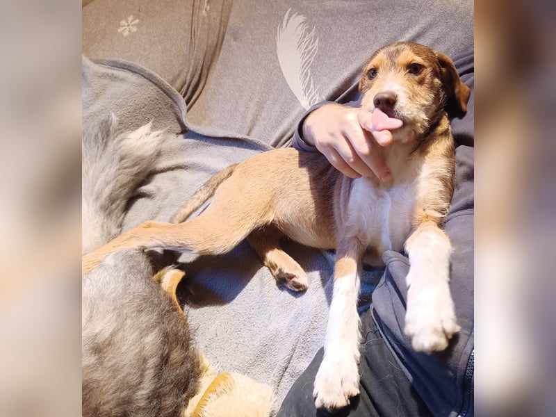 Valerio, a.d.Tierschutz, sucht Happy-Home