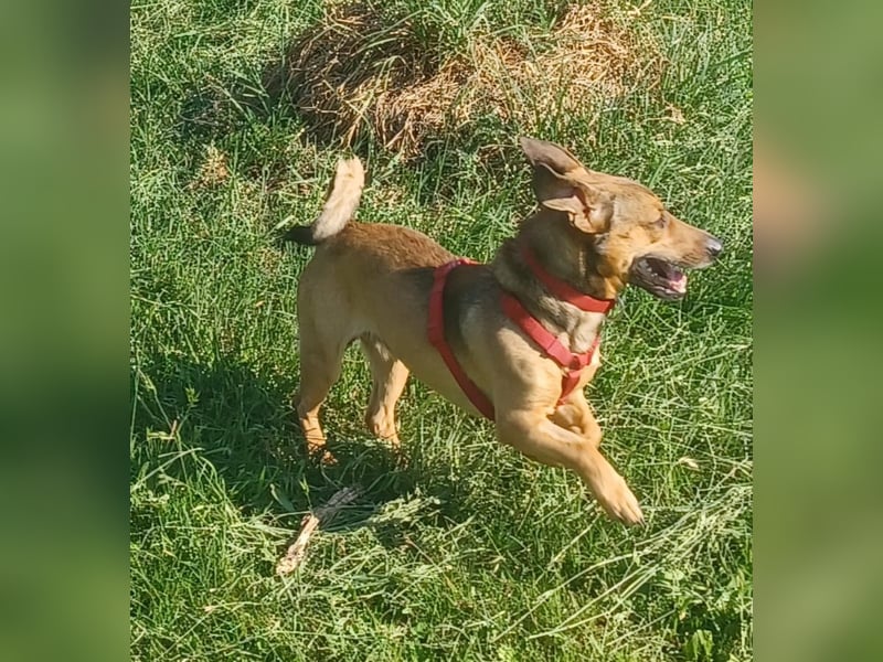 Nano, a.d.Tierschutz, sucht Happy-Home
