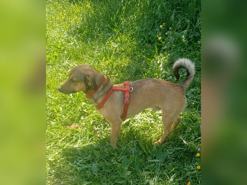 Nano, a.d.Tierschutz, sucht Happy-Home