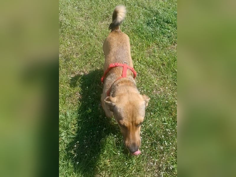 Nano, a.d.Tierschutz, sucht Happy-Home