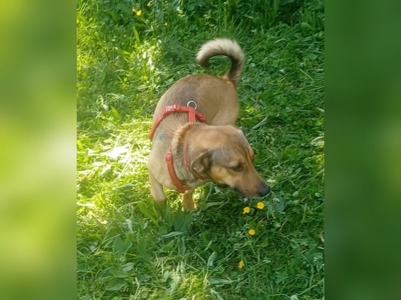 Nano, a.d.Tierschutz, sucht Happy-Home