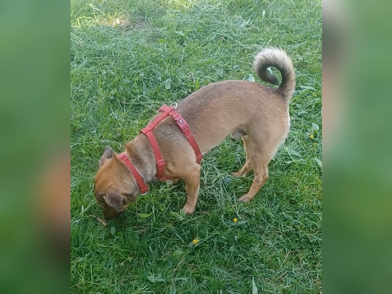 Nano, a.d.Tierschutz, sucht Happy-Home