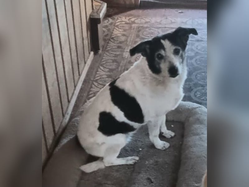 Xipsy, sucht dringend Altersruhesitz