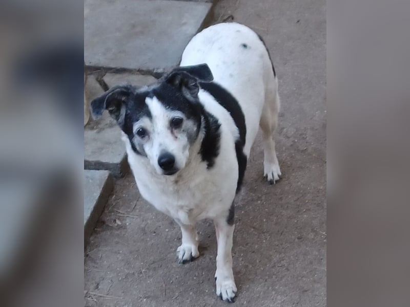 Xipsy, sucht dringend Altersruhesitz