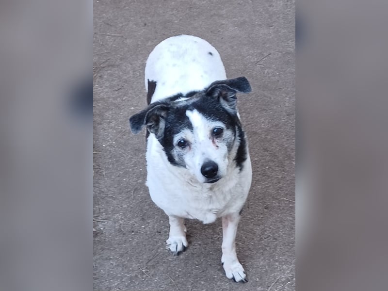 Xipsy, sucht dringend Altersruhesitz