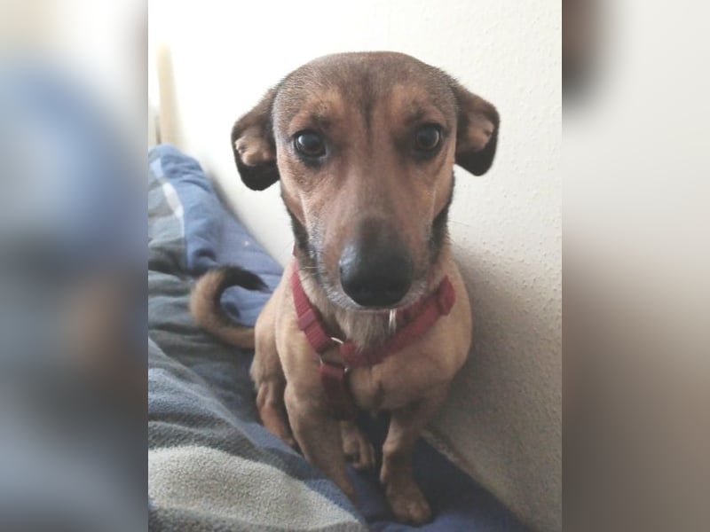 Nano, a.d.Tierschutz, sucht Happy-Home