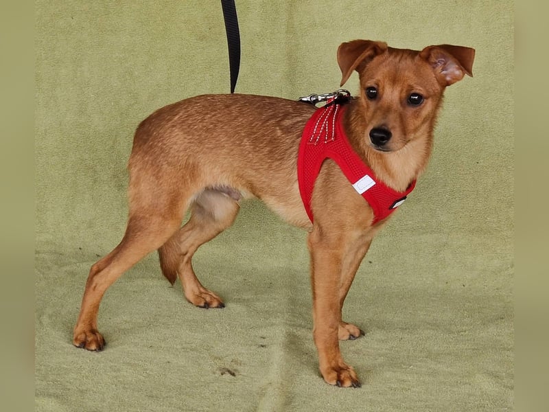 Fröhlicher Vince hofft auf sein Zuhause