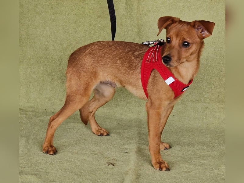 Fröhlicher Vince hofft auf sein Zuhause