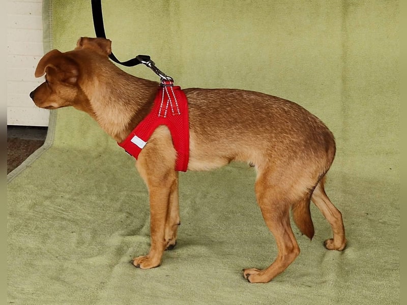 Fröhlicher Vince hofft auf sein Zuhause