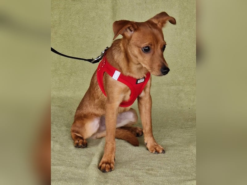 Fröhlicher Vince hofft auf sein Zuhause