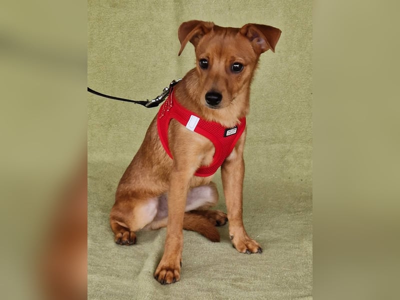 Fröhlicher Vince hofft auf sein Zuhause