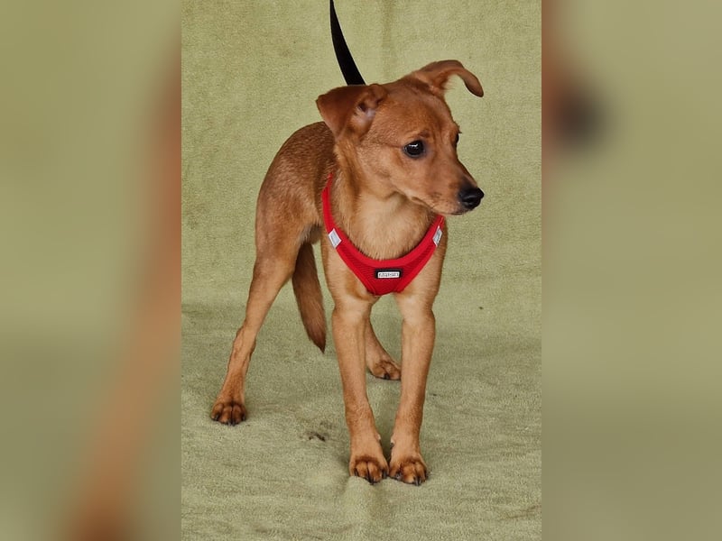 Fröhlicher Vince hofft auf sein Zuhause