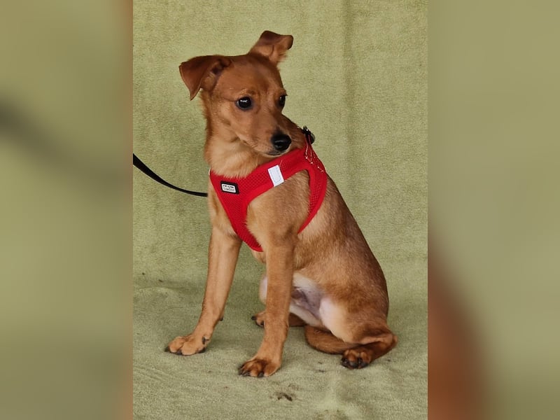 Fröhlicher Vince hofft auf sein Zuhause