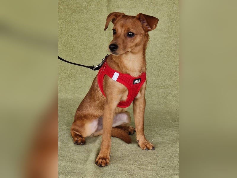 Fröhlicher Vince hofft auf sein Zuhause