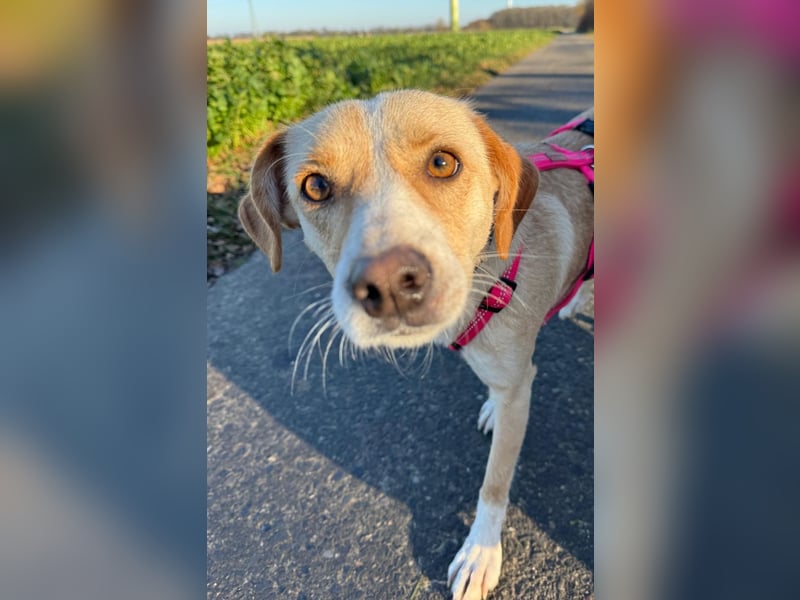 Devina wartet in 41379 Brüggen