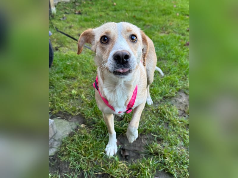 Devina wartet in 41379 Brüggen