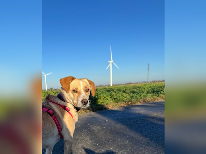 Devina wartet in 41379 Brüggen