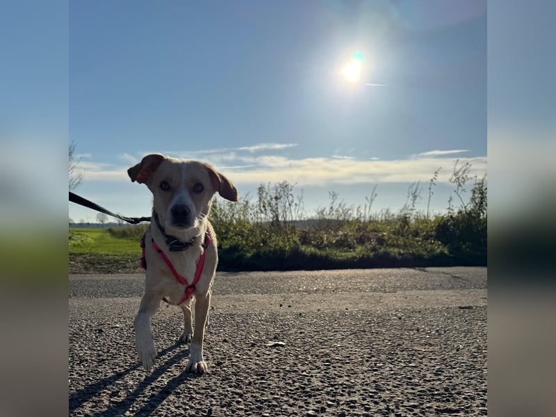 Devina wartet in 41379 Brüggen