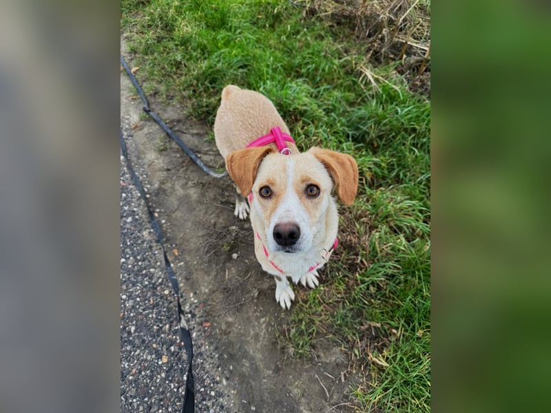 Devina wartet in 41379 Brüggen