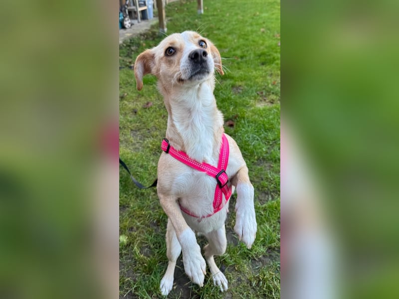 Devina wartet in 41379 Brüggen