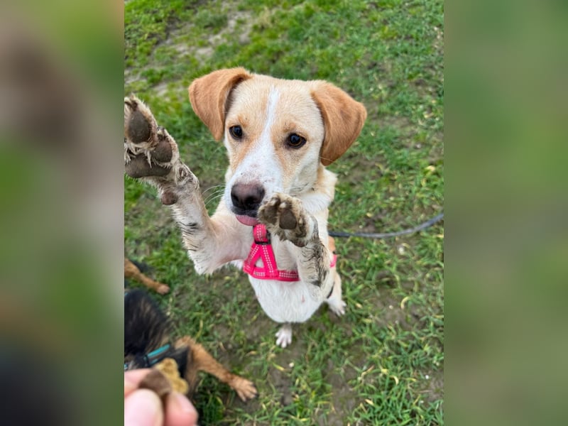 Devina wartet in 41379 Brüggen