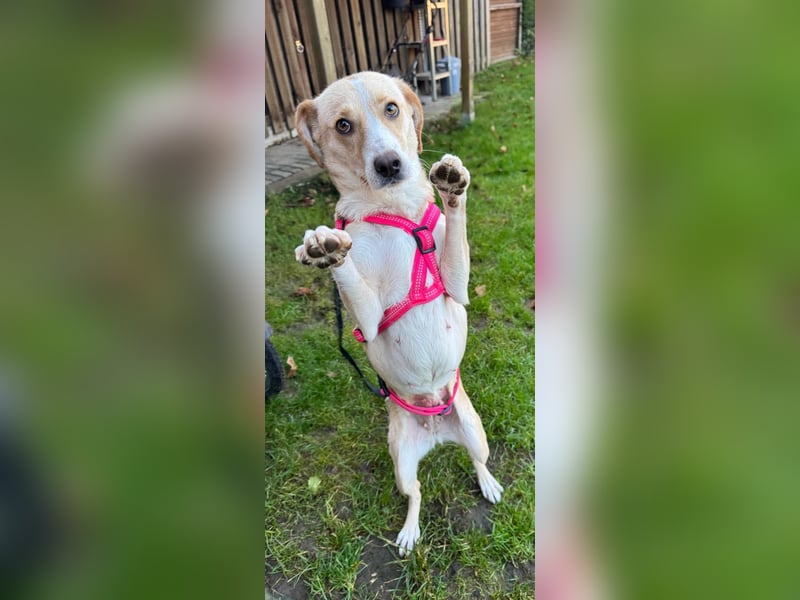 Devina wartet in 41379 Brüggen