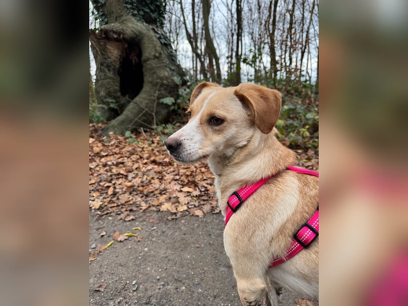 Devina wartet in 41379 Brüggen