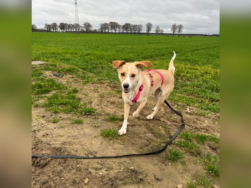 Devina wartet in 41379 Brüggen