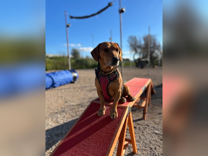 Whisky - Kamerad durch dick und dünn