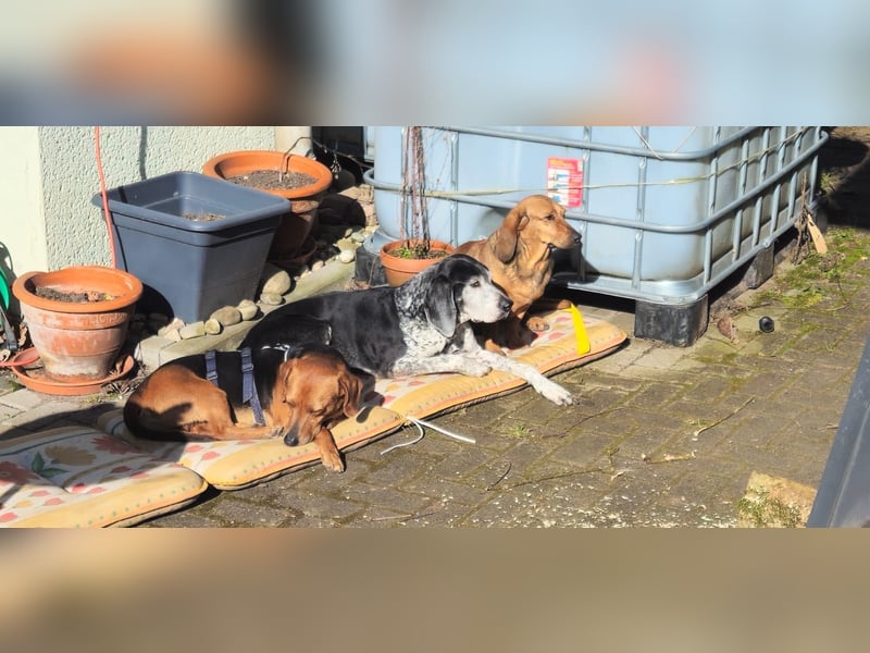 Whisky - Kamerad durch dick und dünn